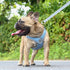 Breathable Soft Air Mesh Harnesses for Puppy